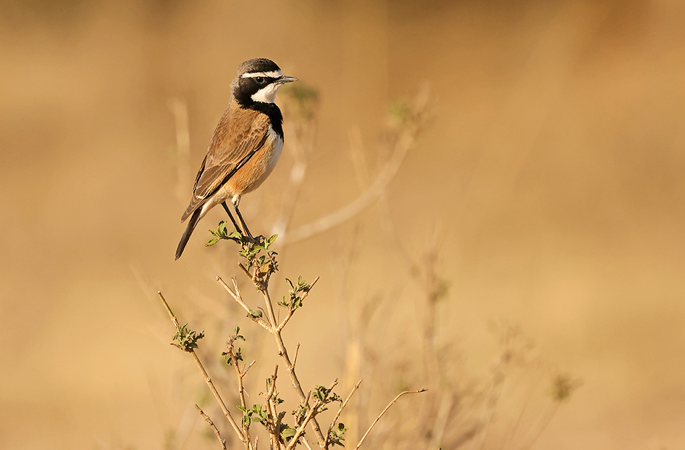 Capped Wheatear